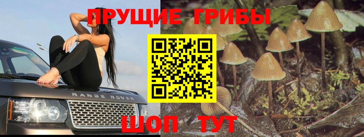 Галлюциногенные грибы прущие грибы  Апатиты 