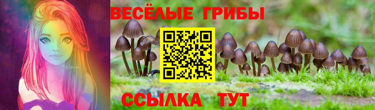 Галлюциногенные грибы Psilocybe Апатиты